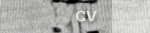 Magdalena Seifried CV
